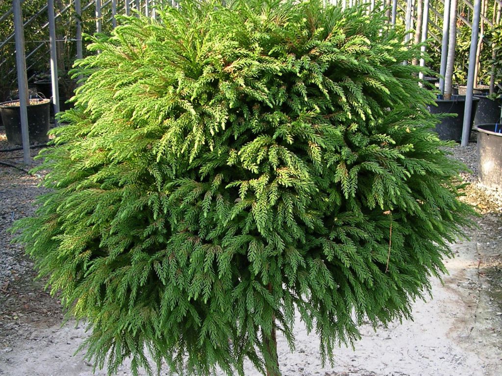 Dreviny na kmienku Kryptoméria japonská Globosa Nana na 40 50 cm kmienku(8)