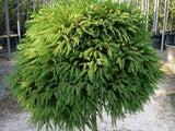 Dreviny na kmienku Kryptoméria japonská Globosa Nana na 40 50 cm kmienku(8)