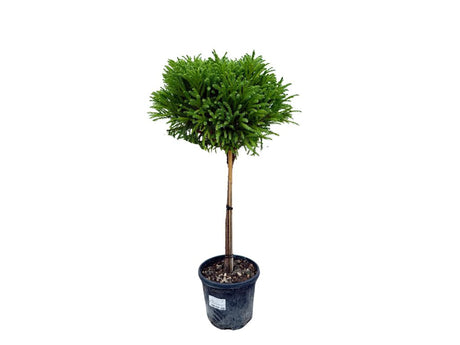 Dreviny na kmienku Kryptoméria japonská Globosa Nana na 40 50 cm kmienku(1)