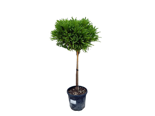 Dreviny na kmienku Kryptoméria japonská Globosa Nana na 40 50 cm kmienku(1)