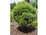 Dreviny na kmienku Kryptoméria japonská Globosa Nana na 40 50 cm kmienku(5)