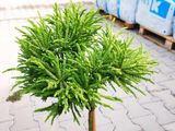 Dreviny na kmienku Kryptoméria japonská Globosa Nana na 40 50 cm kmienku(4)