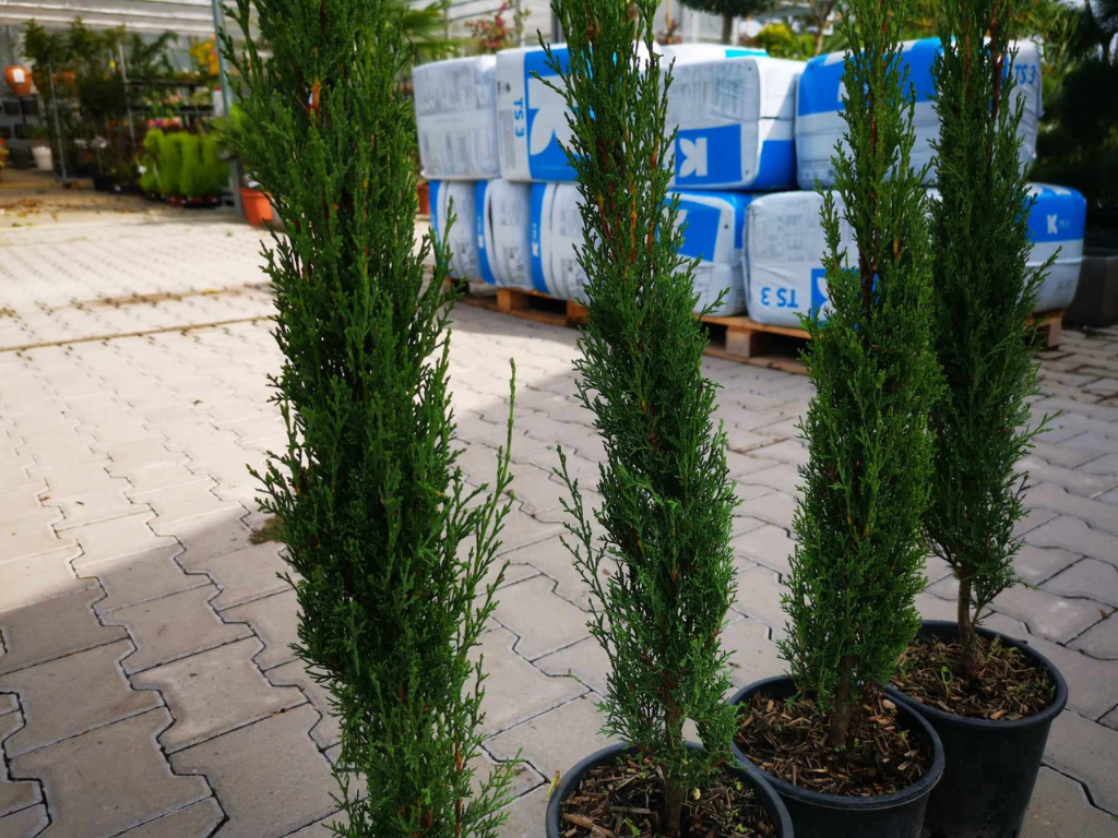 Okrasné stromy Cyprus vždyzelený TOTEM 60 80 cm(8)