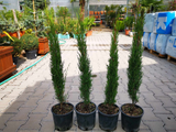 Okrasné stromy Cyprus vždyzelený TOTEM 60 80 cm(6)