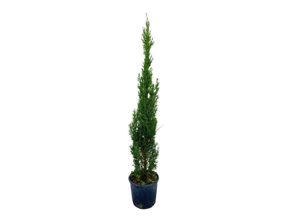 Okrasné stromy Cyprus vždyzelený TOTEM 60 80 cm(4)