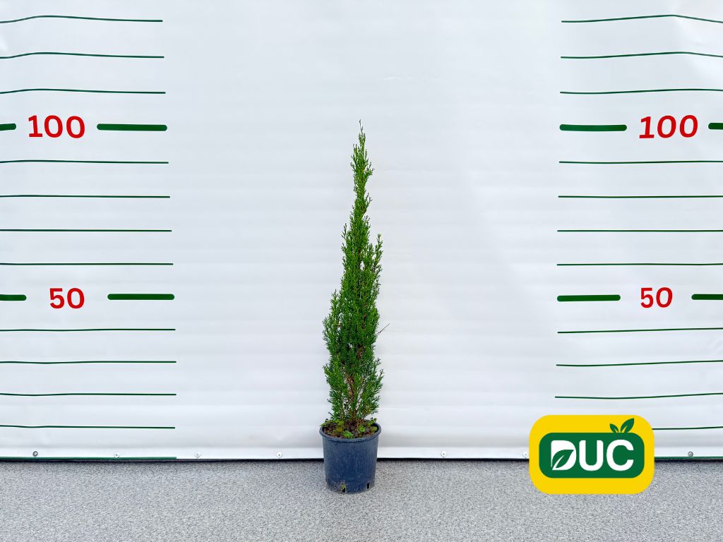 Okrasné stromy Cyprus vždyzelený TOTEM 60 80 cm(2)