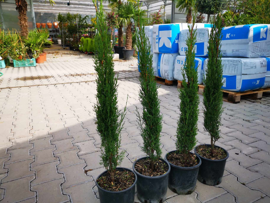 Okrasné stromy Cyprus vždyzelený TOTEM 60 80 cm(7)