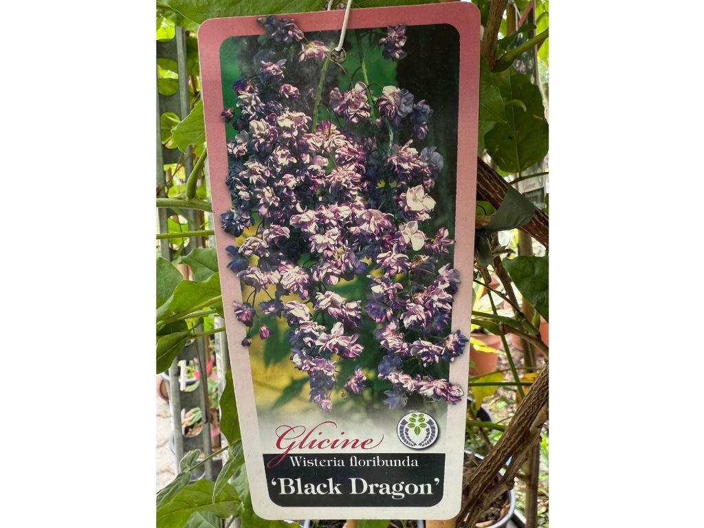 Popínavé rastliny Vistéria kvetnatá BLACK DRAGON 150-200 cm(9)
