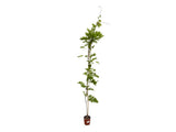 Popínavé rastliny Vistéria vznešená SHOWA BENI 150-200 cm(7)
