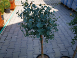 Dreviny na kmienku Eukalyptus gunnii na kmienku, výška 70 90 cm(5)