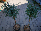Dreviny na kmienku Eukalyptus gunnii na kmienku, výška 70 90 cm(7)
