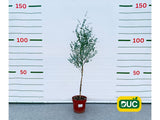 Dreviny na kmienku Eukalyptus gunnii na kmienku, výška 70 90 cm(2)