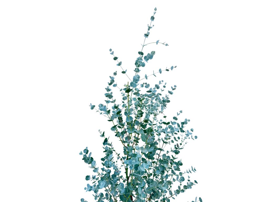 Dreviny na kmienku Eukalyptus gunnii na kmienku, výška 70 90 cm(4)