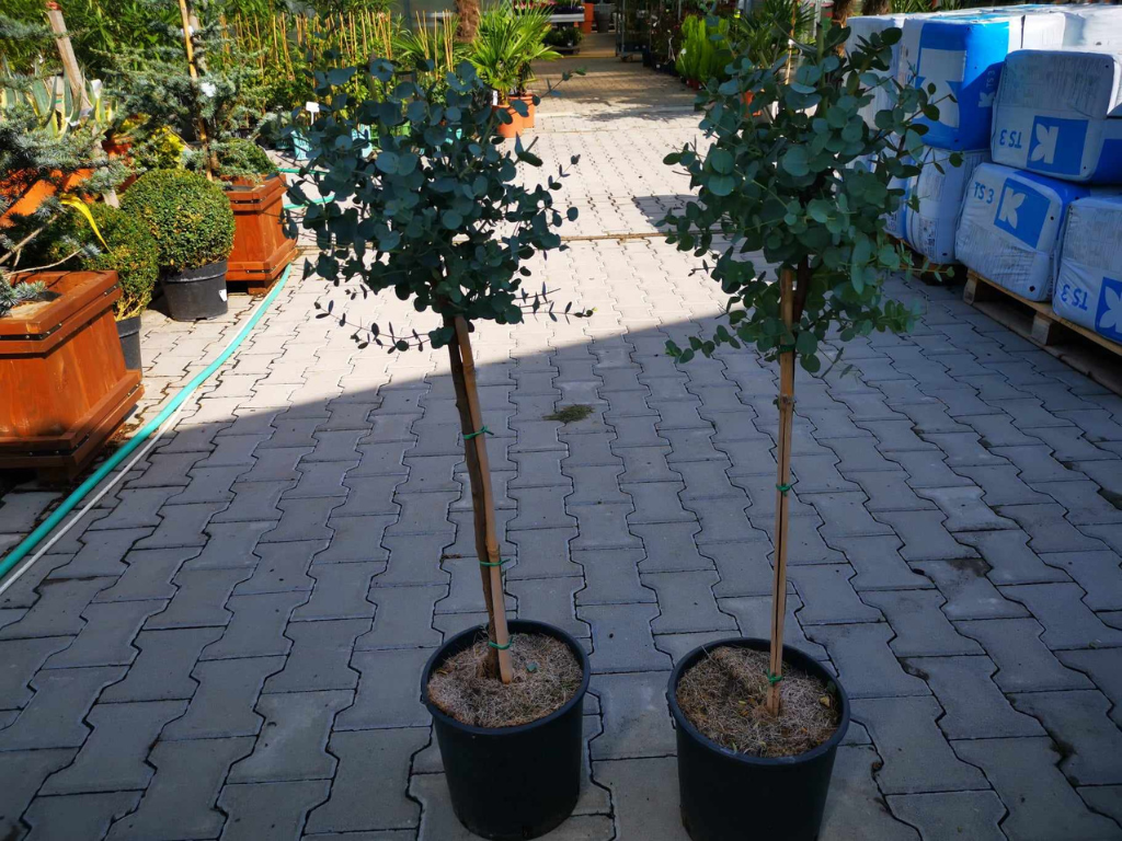 Dreviny na kmienku Eukalyptus gunnii na kmienku, výška 70 90 cm(6)