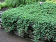 okrasne dreviny ducplant(889)