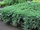 okrasne dreviny ducplant(889)