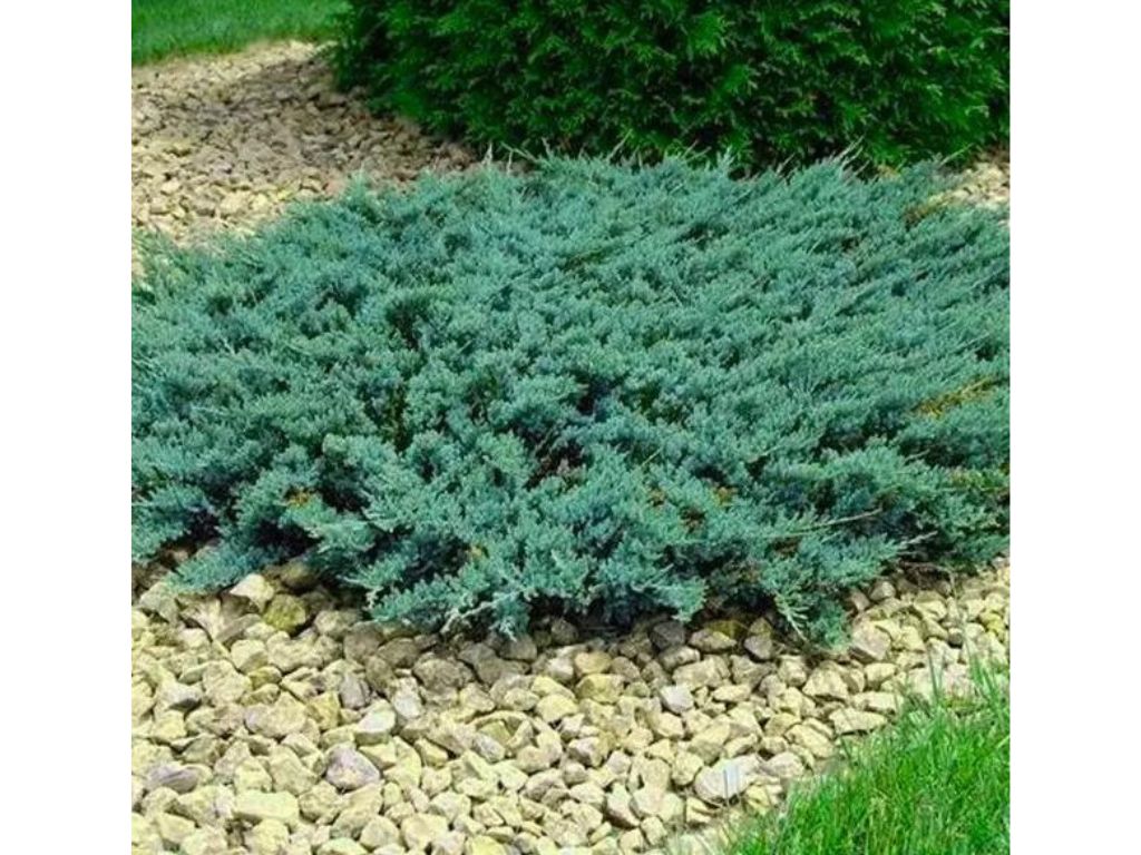 okrasne dreviny ducplant(890)