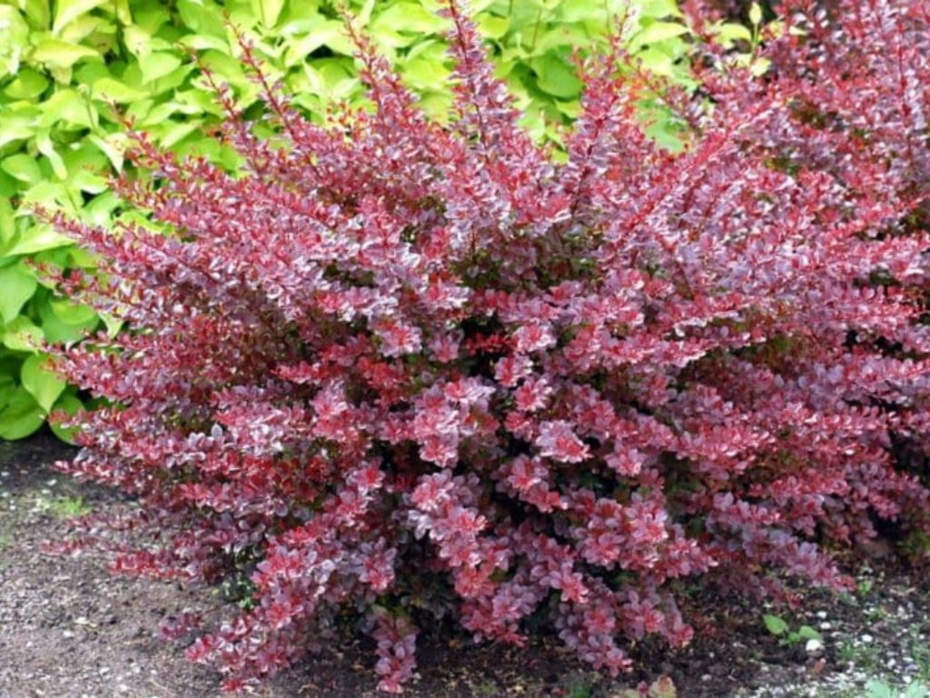 Dřišťál Thunbergův Red Chief, výška 30–40 cm, květináč 2 l