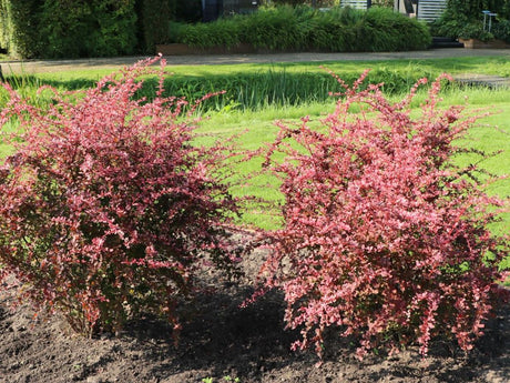 okrasne dreviny ducplant(830)