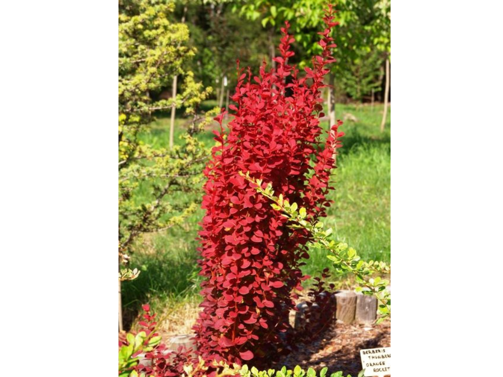 Untitled design 2024 07 18T221400.909