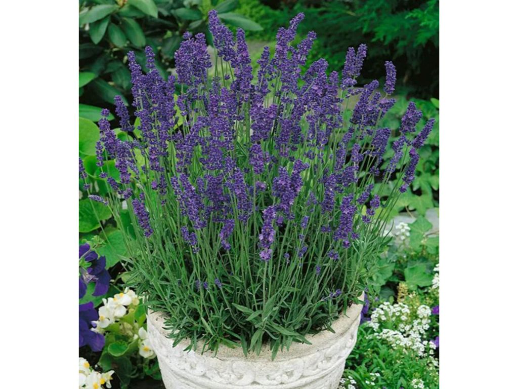 Trvalky Levanduľa úzkolistá Hidcote Blue(8)