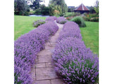Trvalky Levanduľa úzkolistá Hidcote Blue(9)