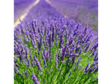 Trvalky Levanduľa úzkolistá Hidcote Blue(10)
