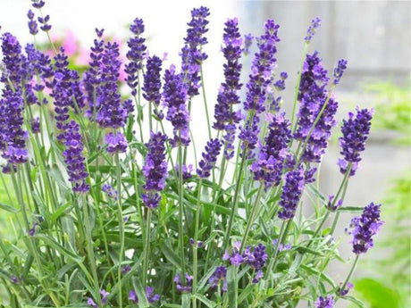 Trvalky Levanduľa úzkolistá Hidcote Blue(1)