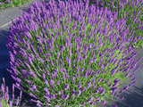 Trvalky Levanduľa úzkolistá Hidcote Blue(3)
