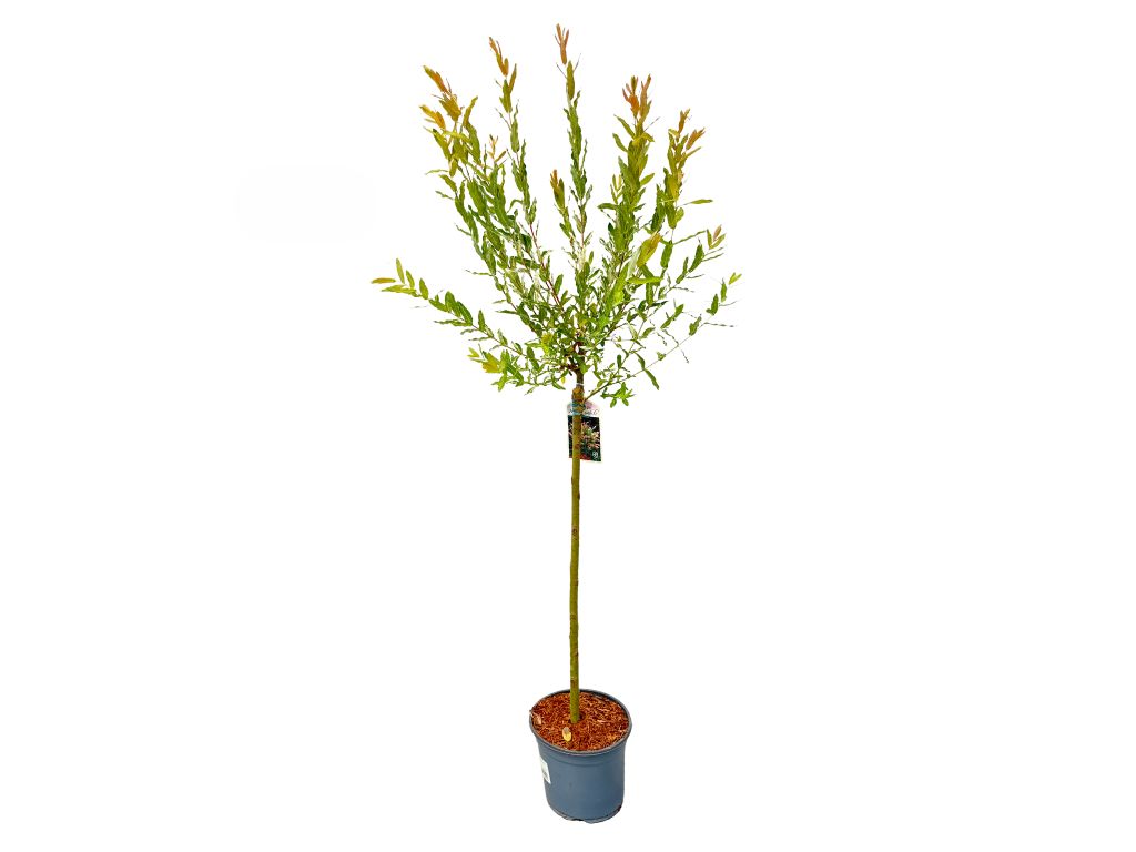 Dreviny na kmienku Vŕba japonská Hakuro Nishiki na cca 60cm kmienku(1)