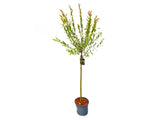 Dreviny na kmienku Vŕba japonská Hakuro Nishiki na cca 60cm kmienku(1)