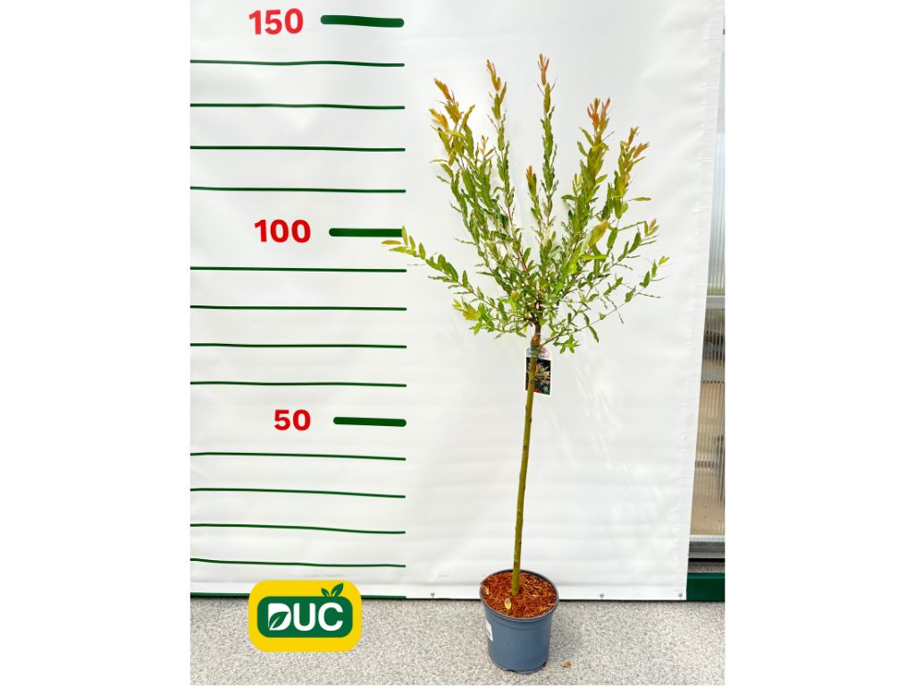 Dreviny na kmienku Vŕba japonská Hakuro Nishiki na cca 60cm kmienku(2)