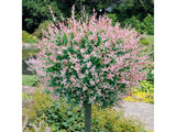 Dreviny na kmienku Vŕba japonská Hakuro Nishiki na cca 60cm kmienku(7)