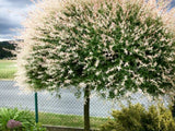 Dreviny na kmienku Vŕba japonská Hakuro Nishiki na cca 60cm kmienku(9)