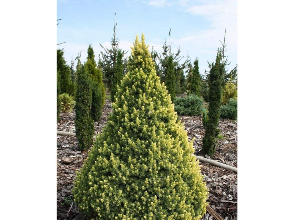 okrasne dreviny ducplant(919)