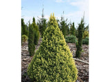 okrasne dreviny ducplant(919)