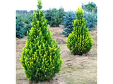 okrasne dreviny ducplant(920)