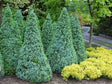 okrasne dreviny ducplant(921)