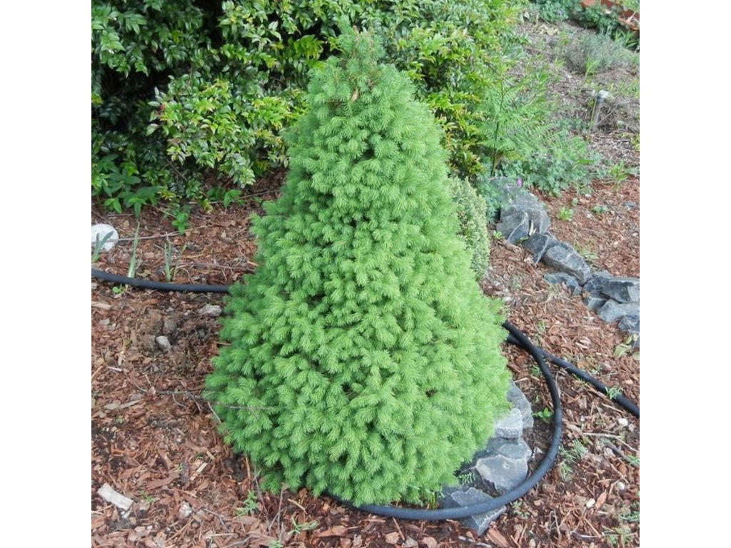 okrasne dreviny ducplant(896)