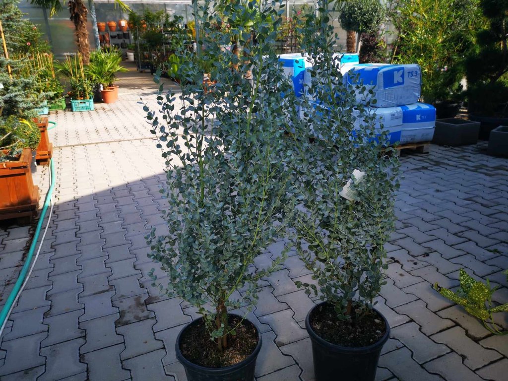 Okrasné stromy Eukalyptus gunnii Silverana 140 160 cm(6)