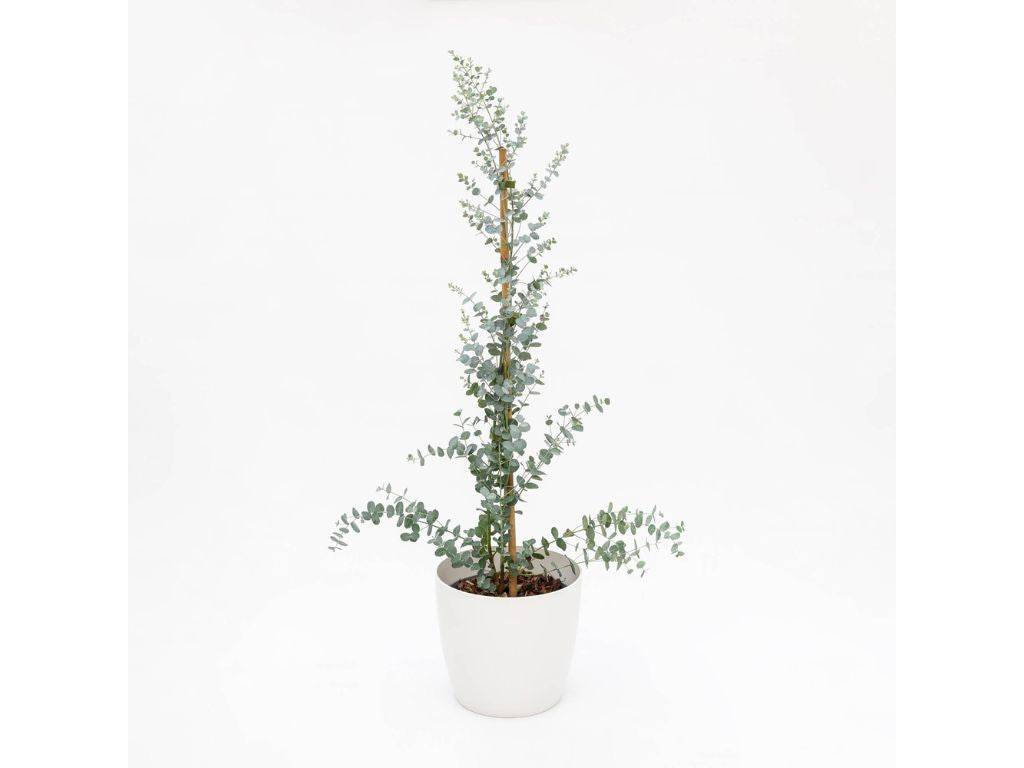 Okrasné stromy Eukalyptus gunnii Silverana 140 160 cm(8)