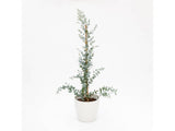 Okrasné stromy Eukalyptus gunnii Silverana 140 160 cm(8)