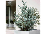 Okrasné stromy Eukalyptus gunnii Silverana 140 160 cm(9)