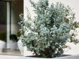 Okrasné stromy Eukalyptus gunnii Silverana 140 160 cm(1)
