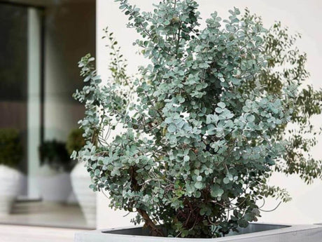 Okrasné stromy Eukalyptus gunnii Silverana 140 160 cm(1)