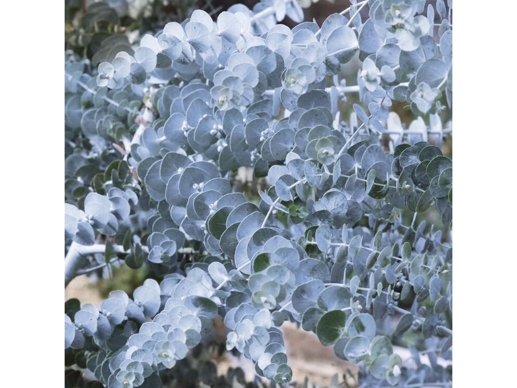 Okrasné stromy Eukalyptus gunnii Silverana 140 160 cm(5)