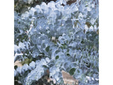 Okrasné stromy Eukalyptus gunnii Silverana 140 160 cm(5)