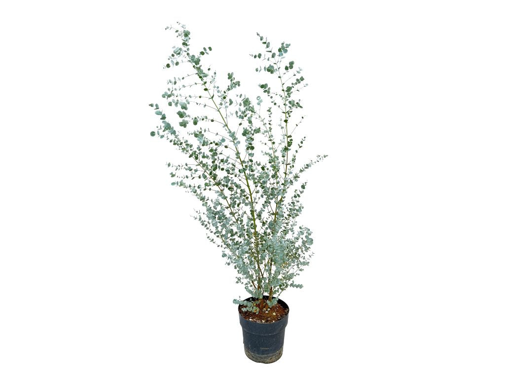 Okrasné stromy Eukalyptus gunnii Silverana 140 160 cm(7)