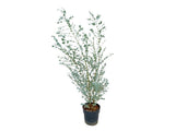 Okrasné stromy Eukalyptus gunnii Silverana 140 160 cm(7)