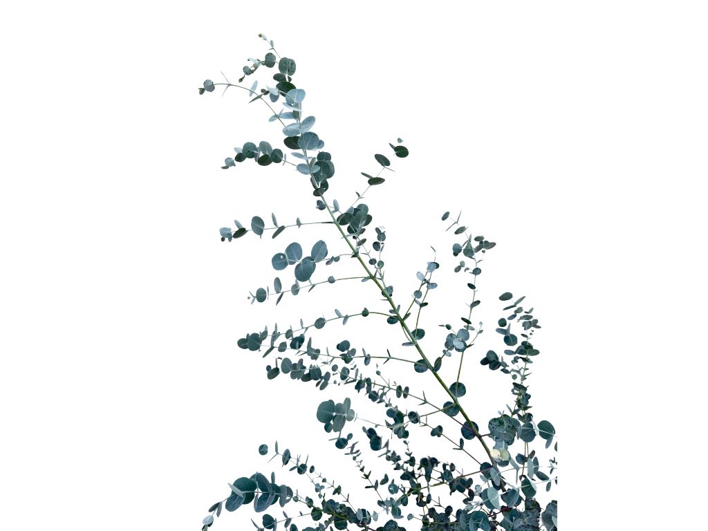 Okrasné stromy Eukalyptus gunnii Silverana 140 160 cm(4)
